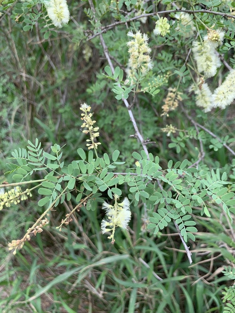 Catclaw Acacia photo 4
