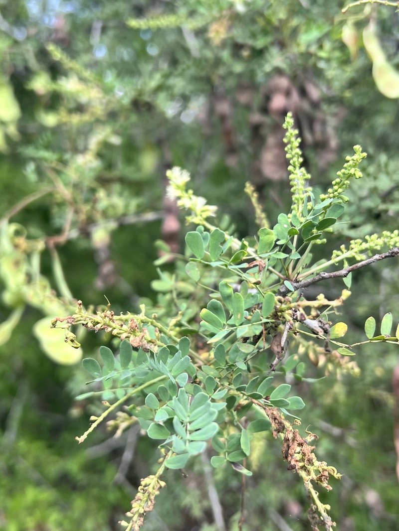 Catclaw Acacia photo 6