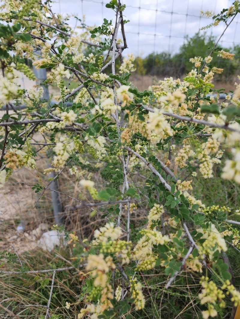 Catclaw Acacia photo 7