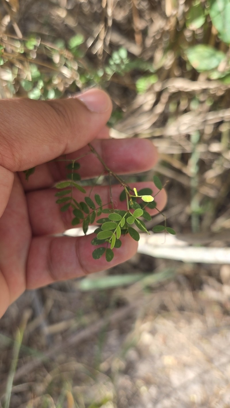 Catclaw Acacia photo 8