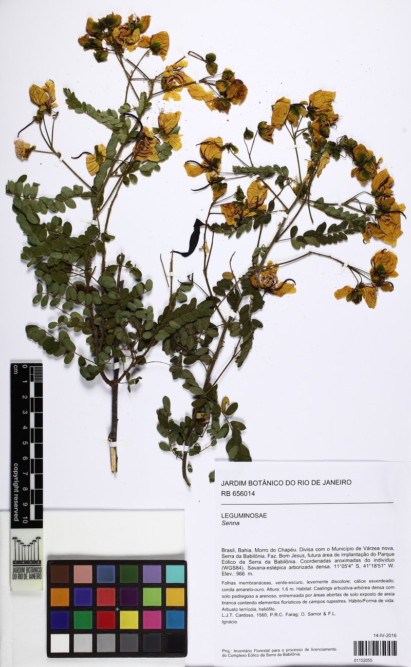 Senna acuruensis var. acuruensis