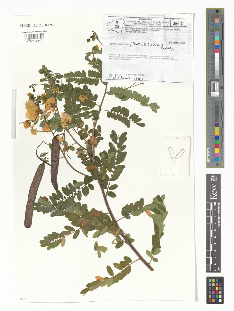 Senna acuruensis var. acuruensis photo 2