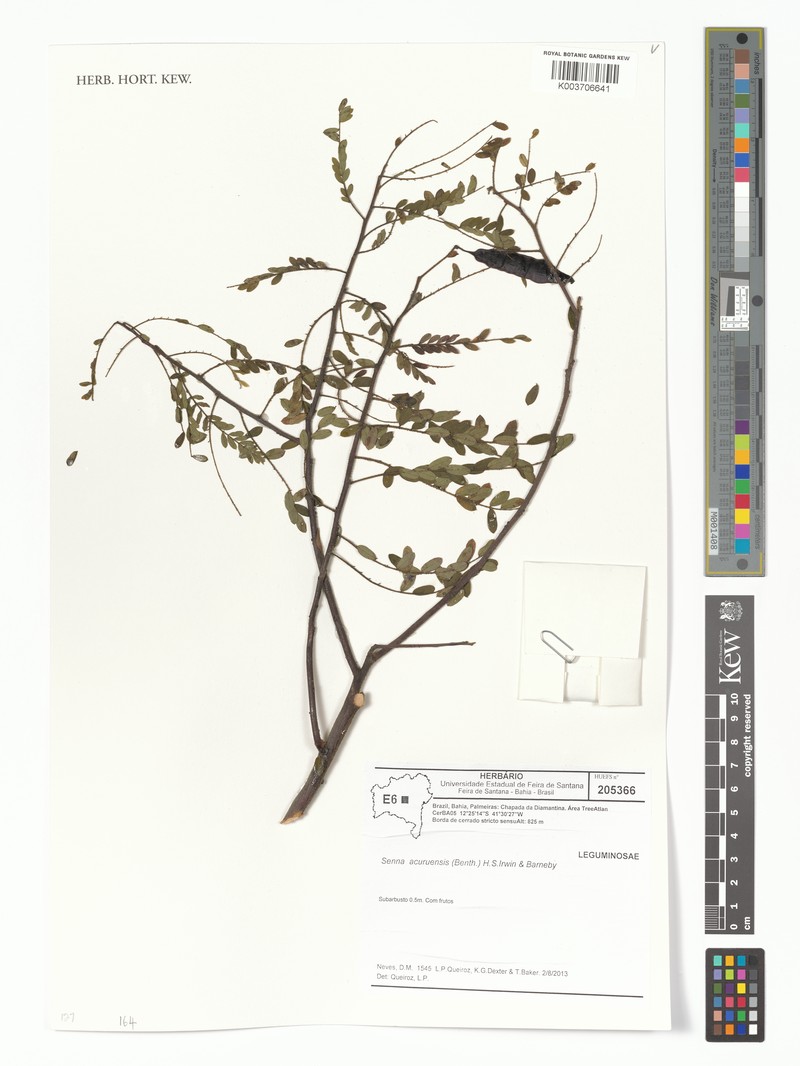 Senna acuruensis var. acuruensis photo 3
