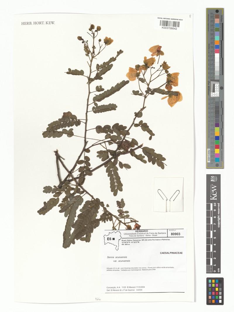 Senna acuruensis var. acuruensis photo 4