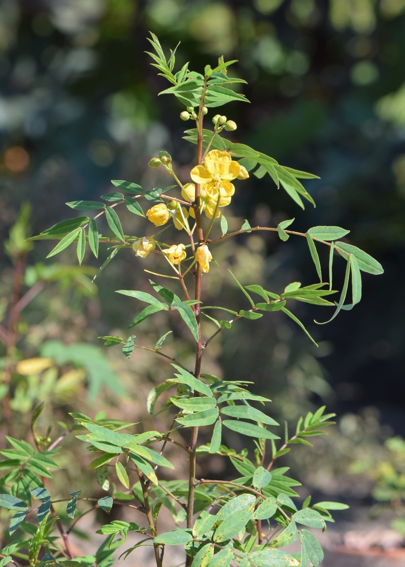 Alexandrian Senna photo 3