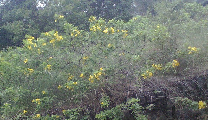 Alexandrian Senna photo 4