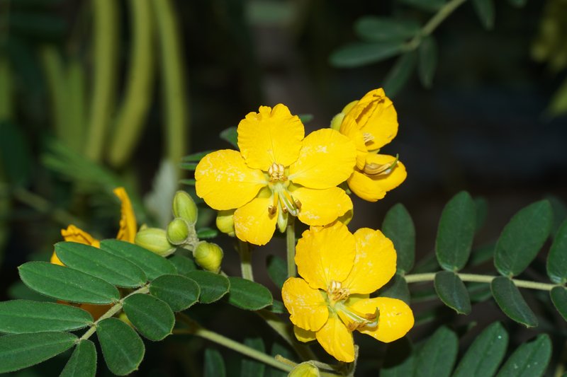 Alexandrian Senna photo 6