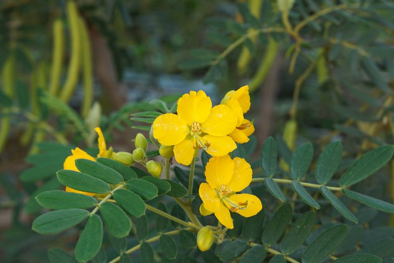 Alexandrian Senna photo 7