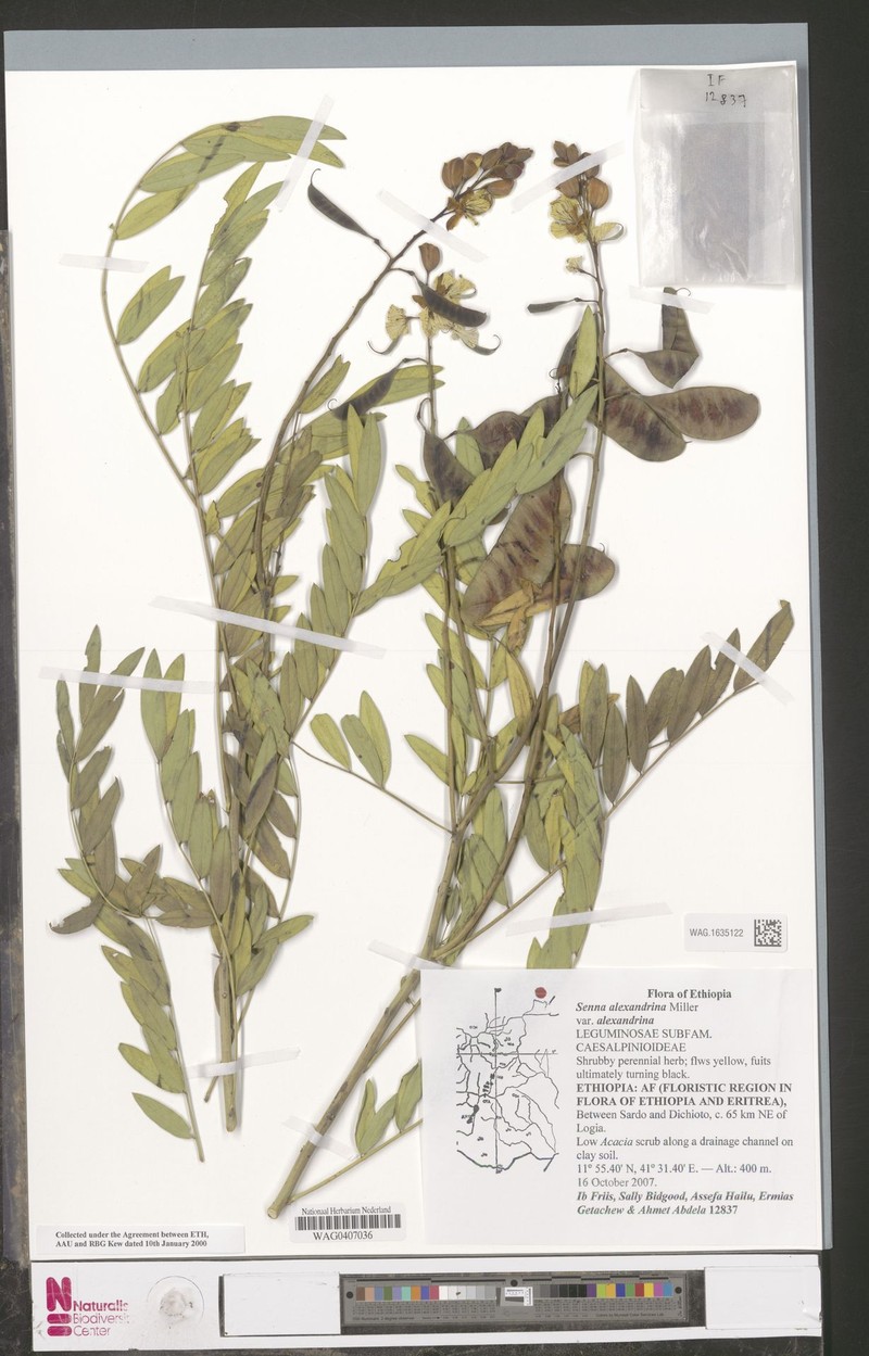 Senna alexandrina var. alexandrina