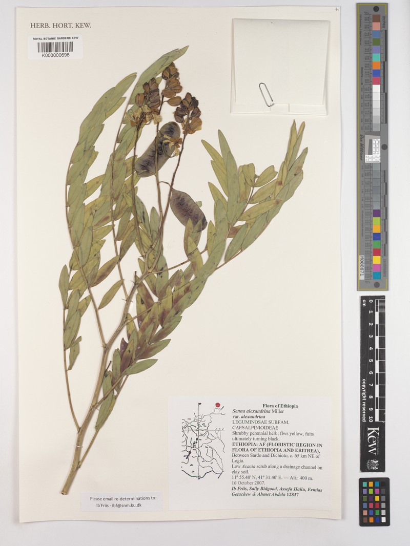 Senna alexandrina var. alexandrina photo 2