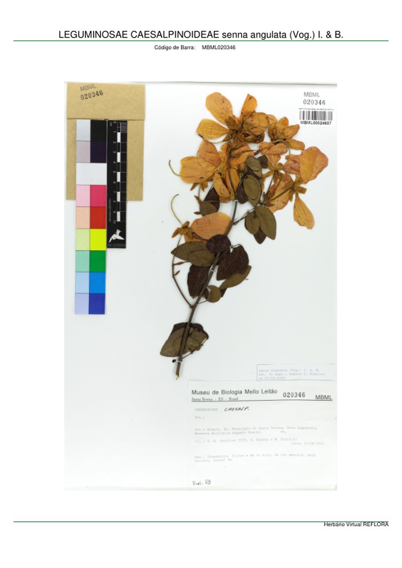 Senna angulata