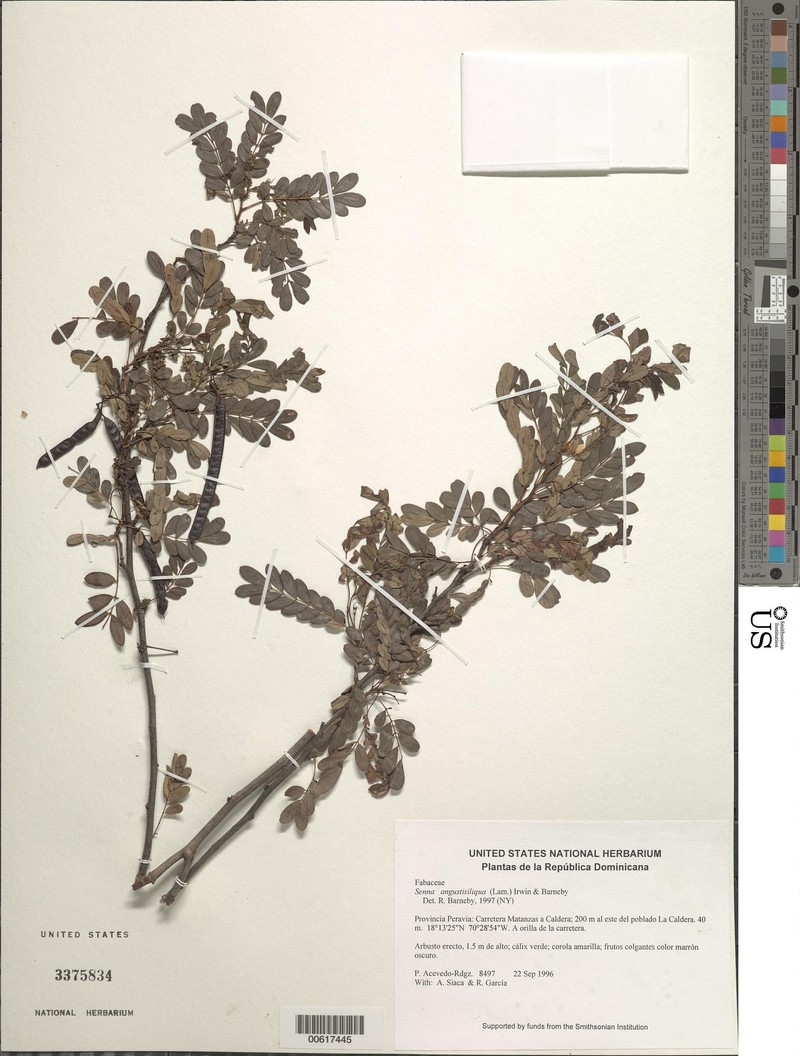 Senna angustisiliqua var. angustisiliqua