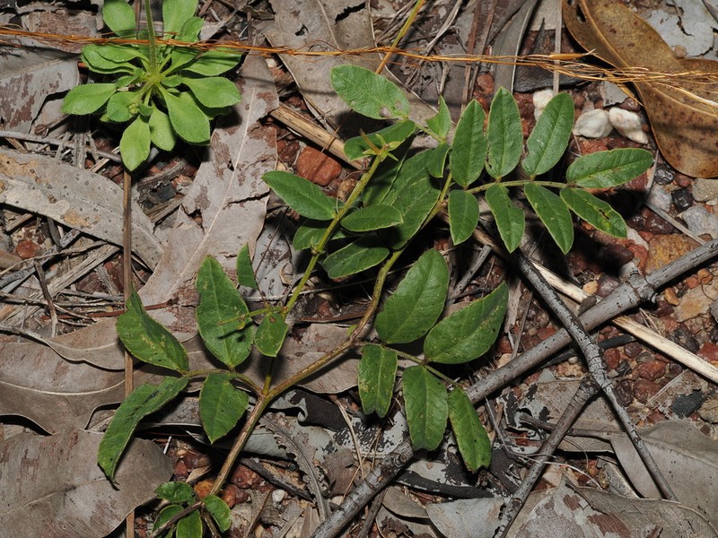 Senna arcuata