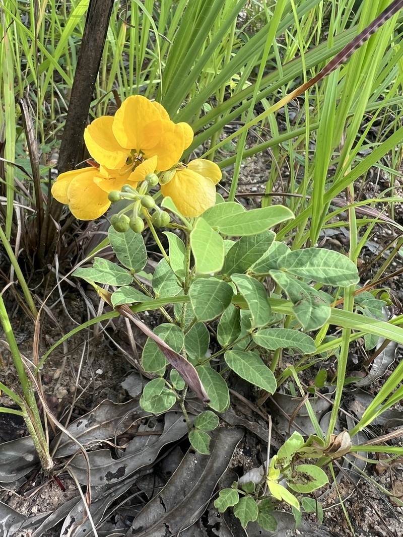 Senna arcuata photo 2