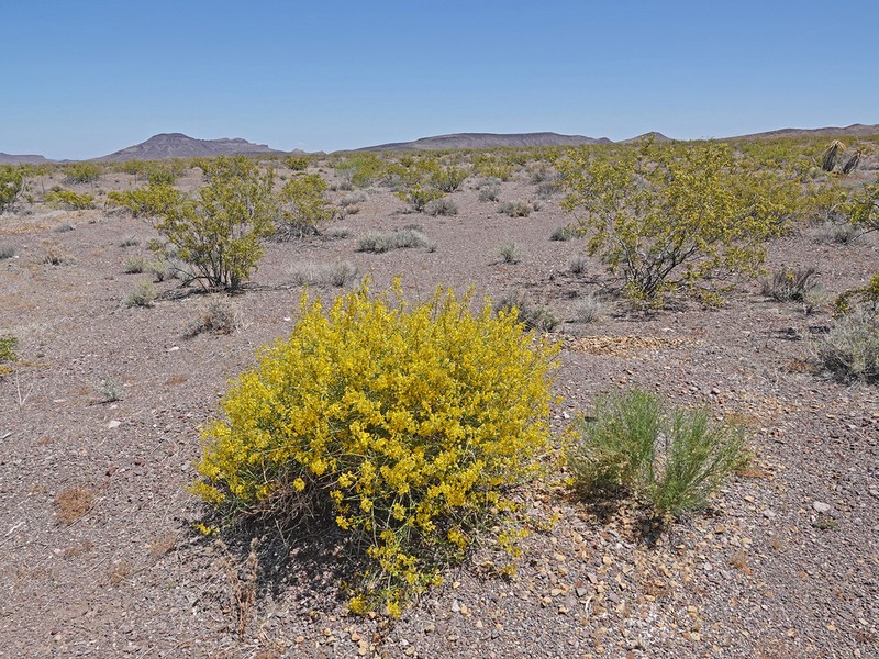 Desertsenna photo 2