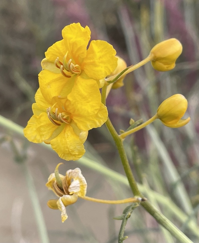 Desertsenna photo 3