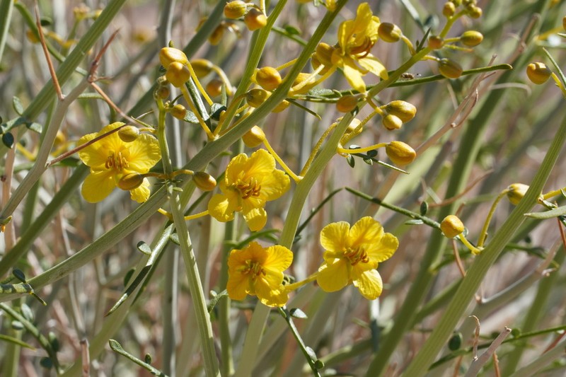 Desertsenna photo 4