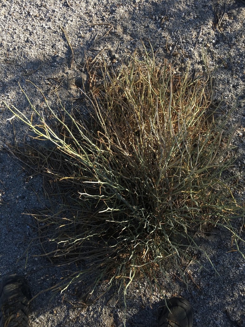 Desertsenna photo 5