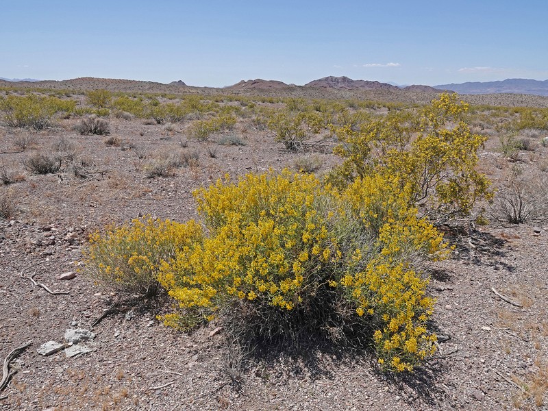 Desertsenna photo 6