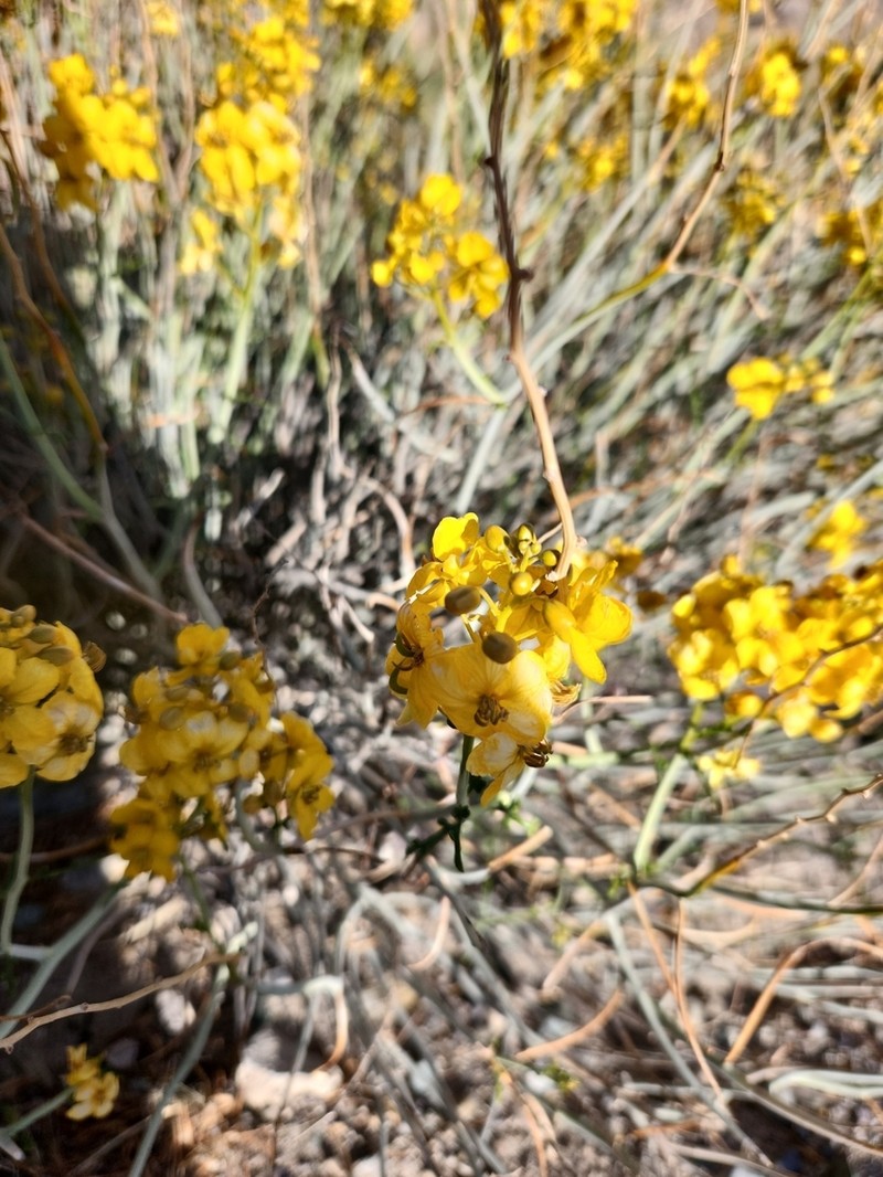 Desertsenna photo 7