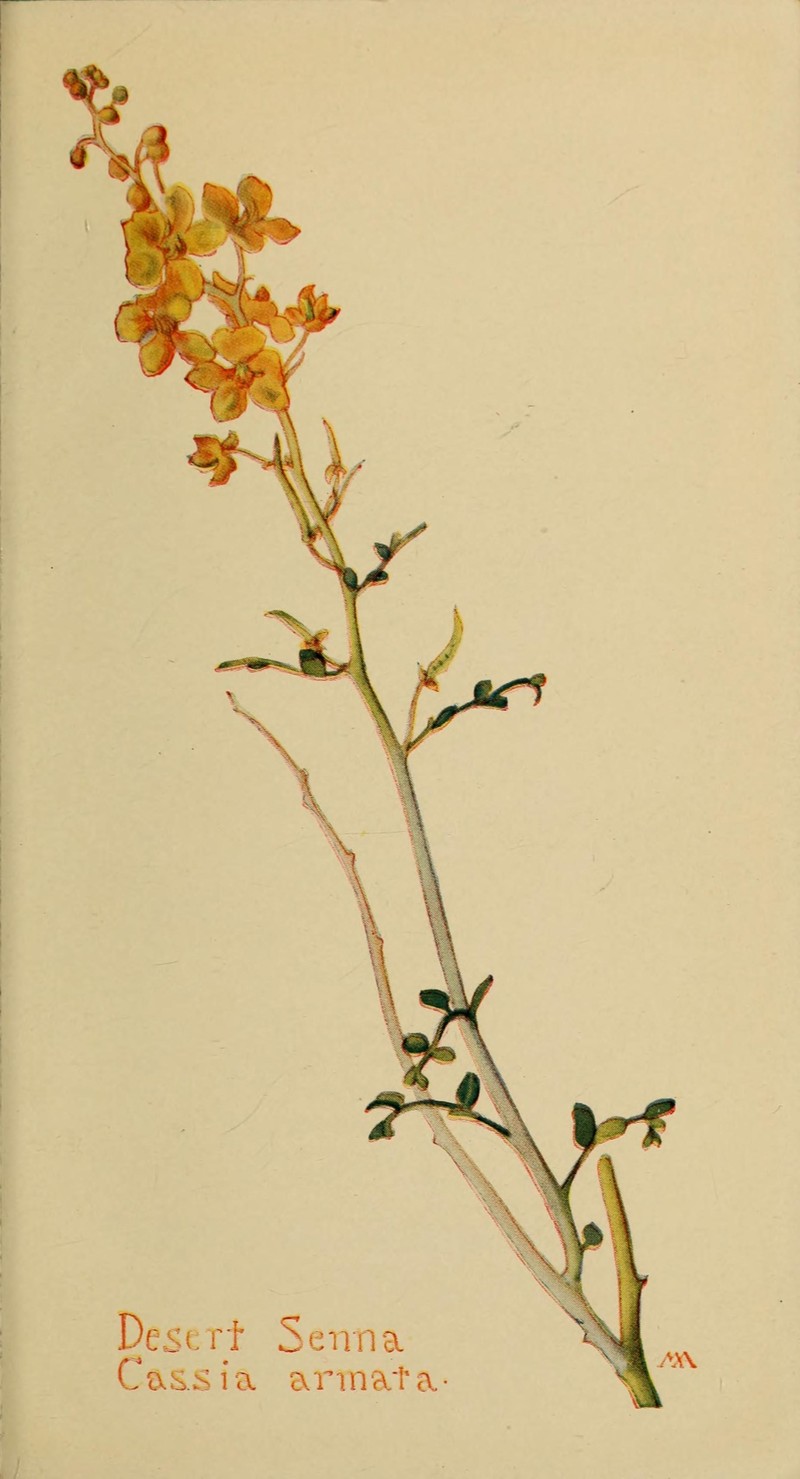 Desertsenna photo 5