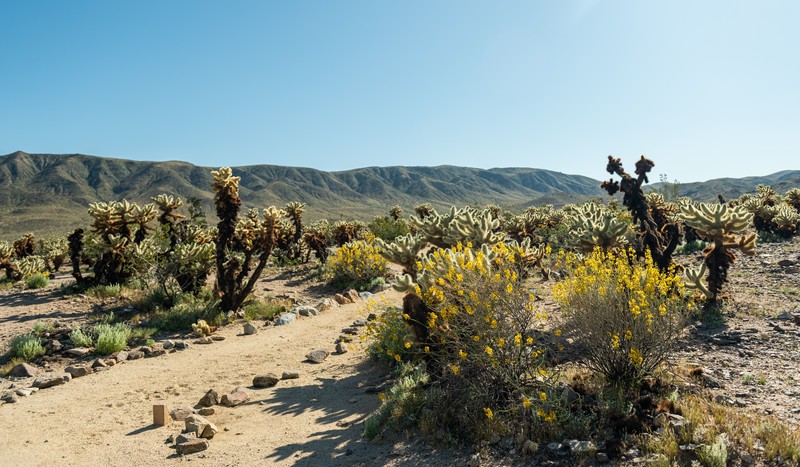 Desertsenna photo 6