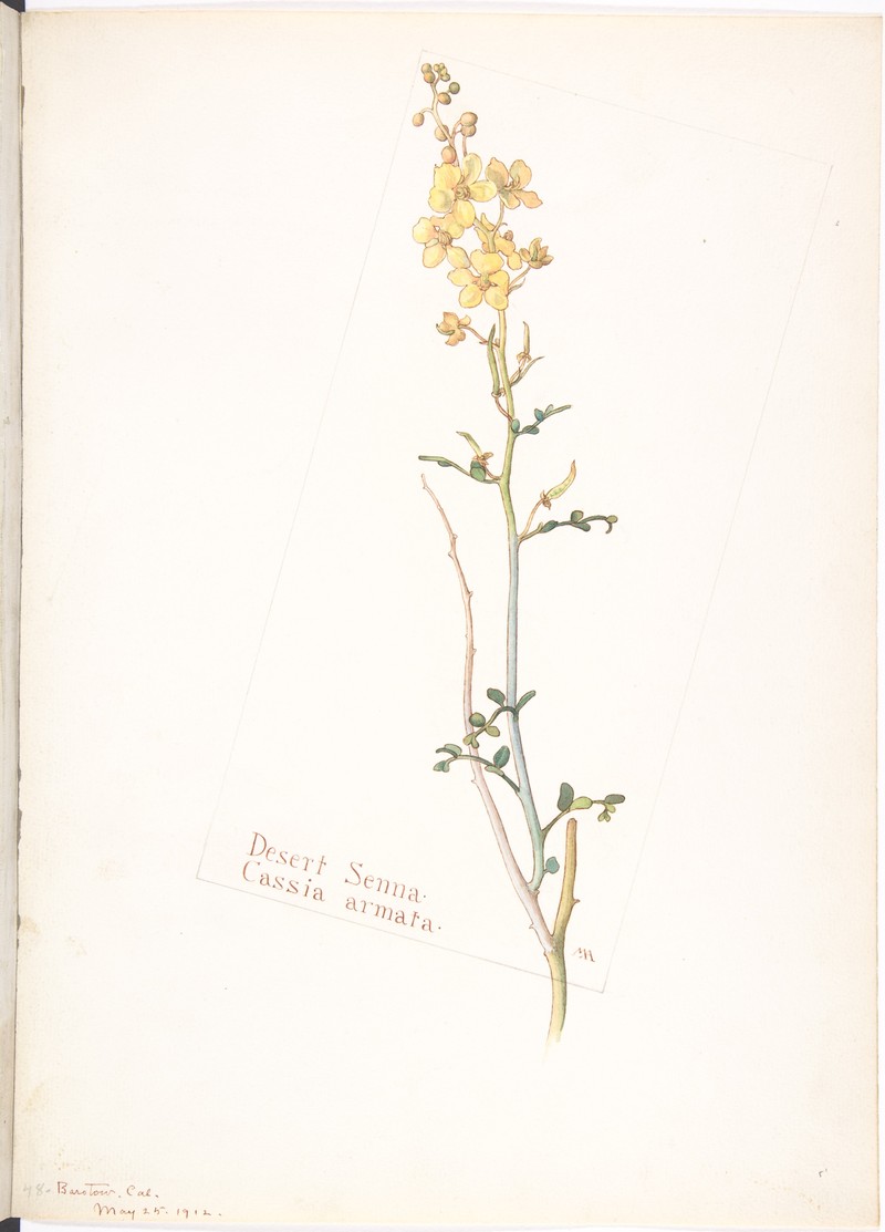 Desertsenna photo 7