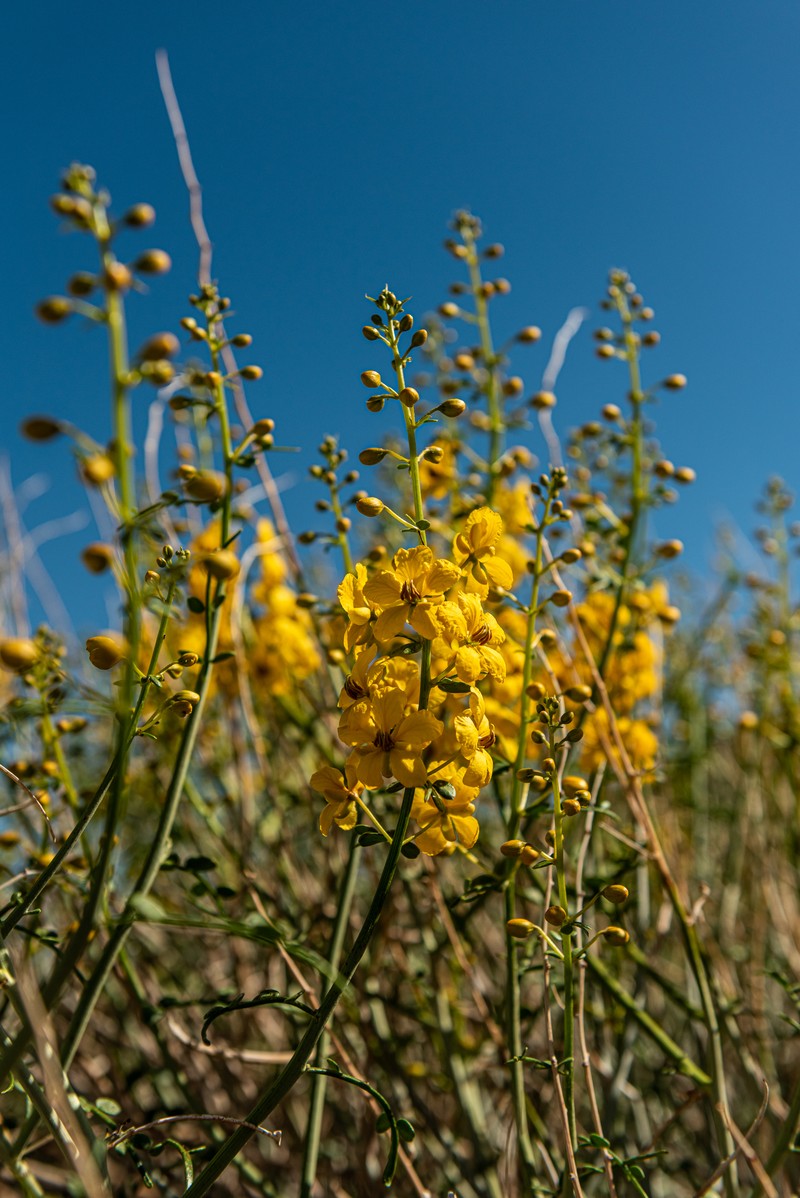 Desertsenna photo 2