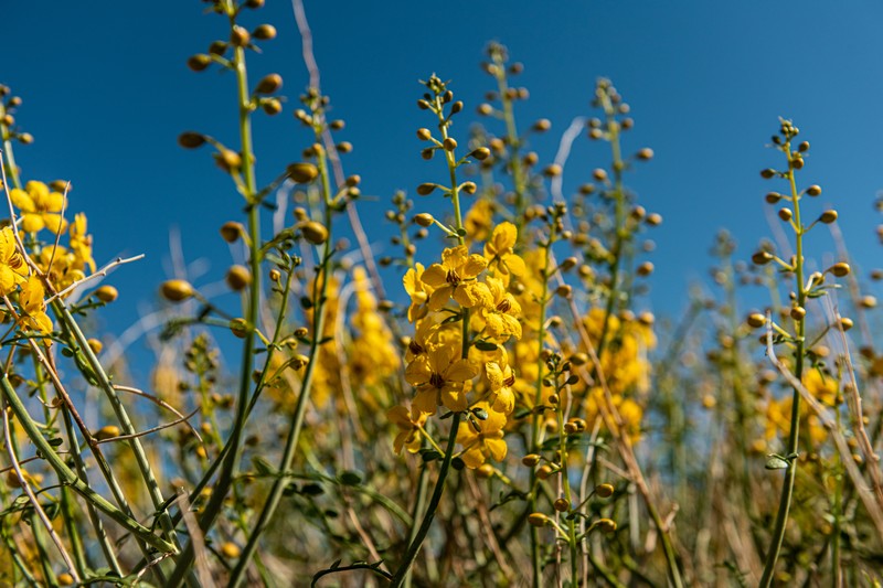 Desertsenna photo 3