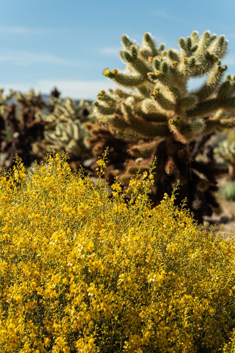 Desertsenna photo 4