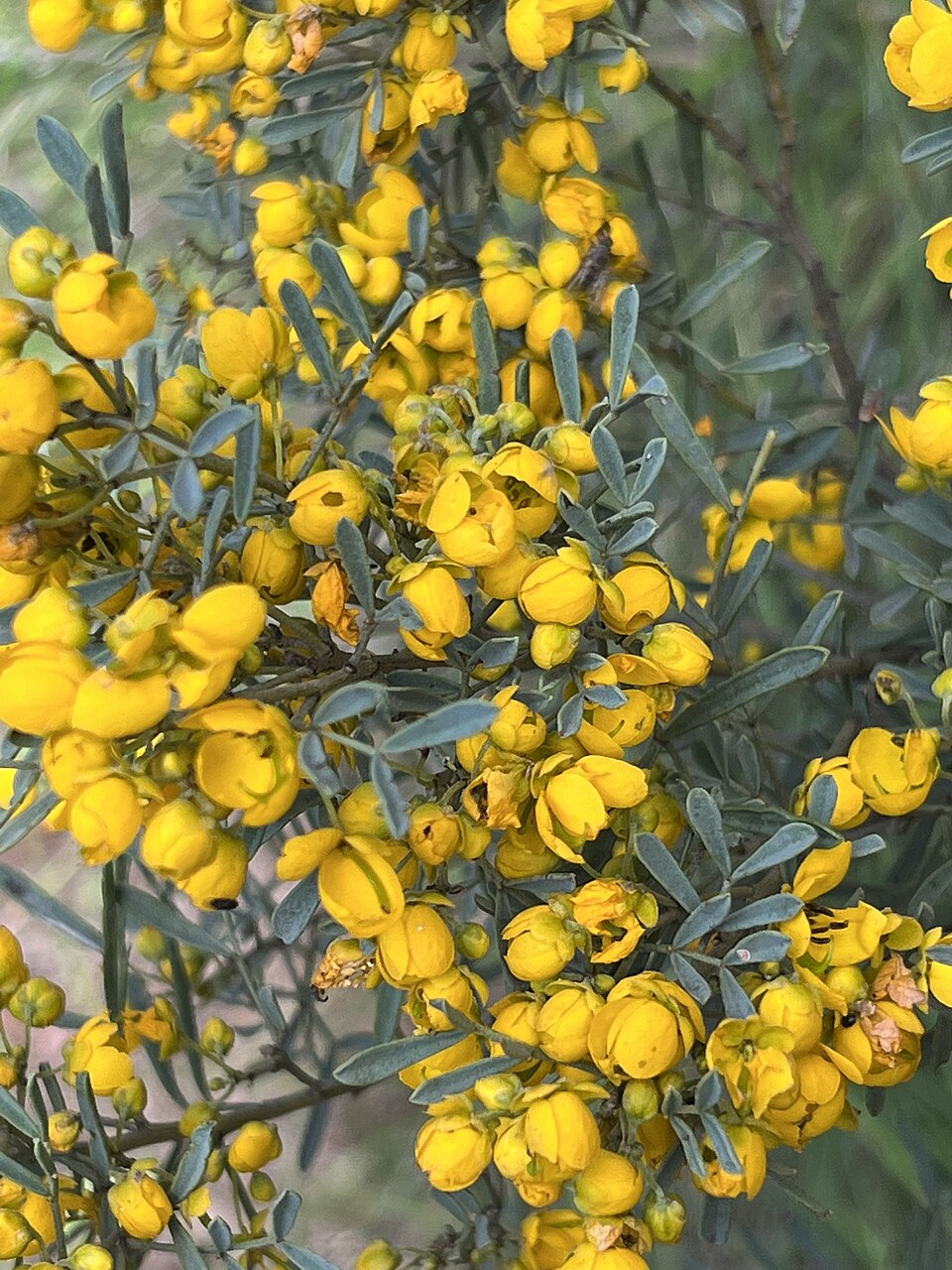 Silver Senna photo 2