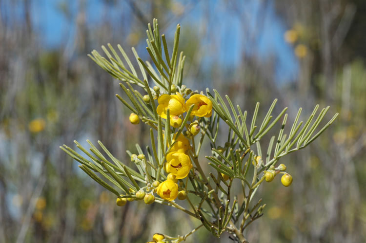 Silver Senna photo 3