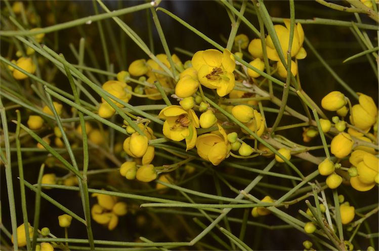 Silver Senna photo 4