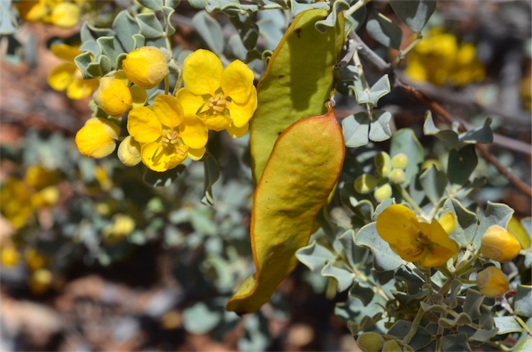 Silver Senna photo 5