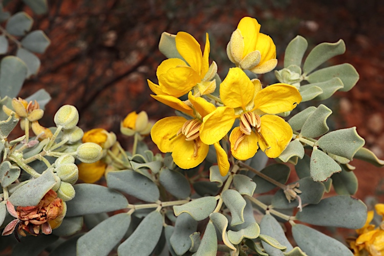 Silver Senna photo 6