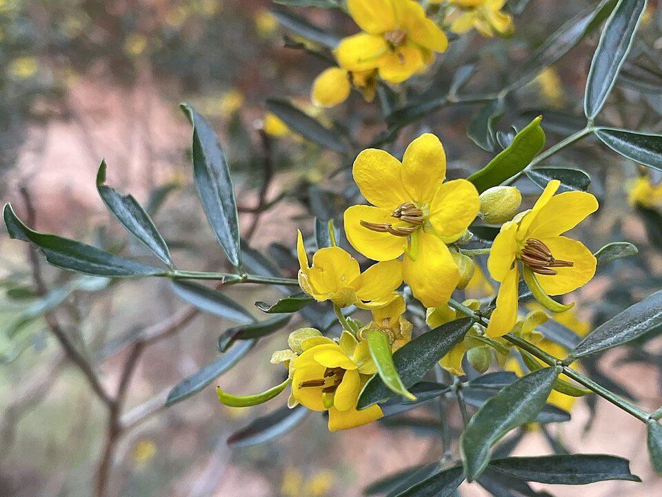 Silver Senna photo 7
