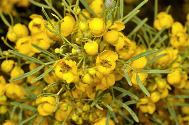 Silver Senna photo 8