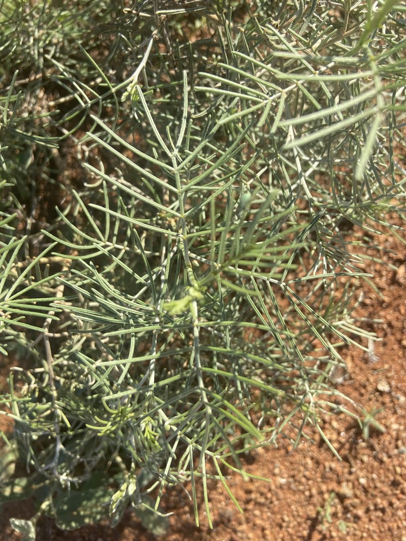 Senna artemisioides subsp. artemisioides