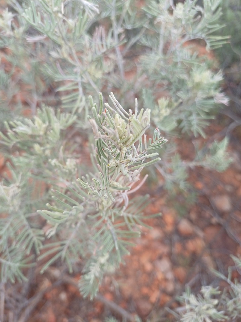 Senna artemisioides subsp. artemisioides photo 2