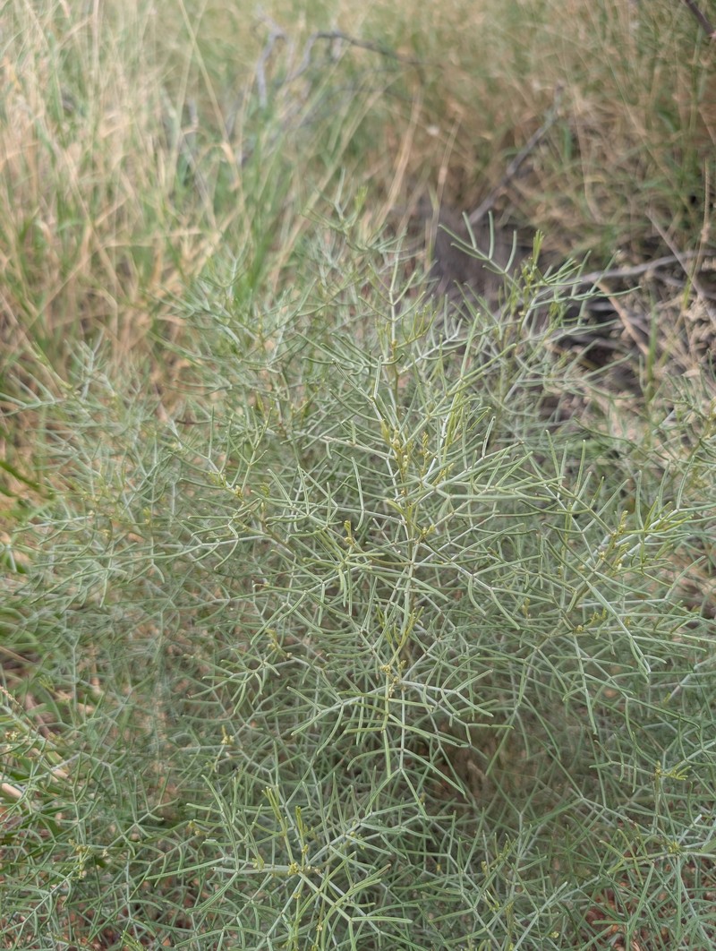 Senna artemisioides subsp. artemisioides photo 3