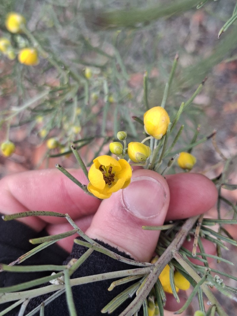 Senna artemisioides subsp. artemisioides photo 4