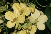 Whitebark Senna