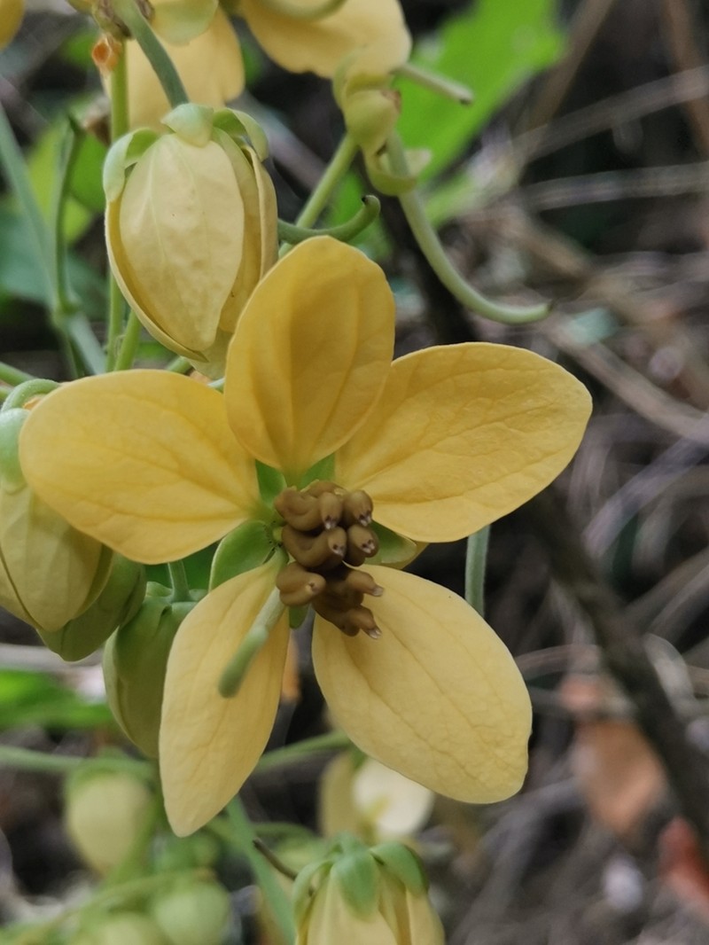 Whitebark Senna photo 2