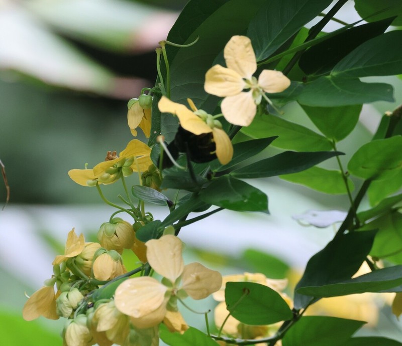 Whitebark Senna photo 5