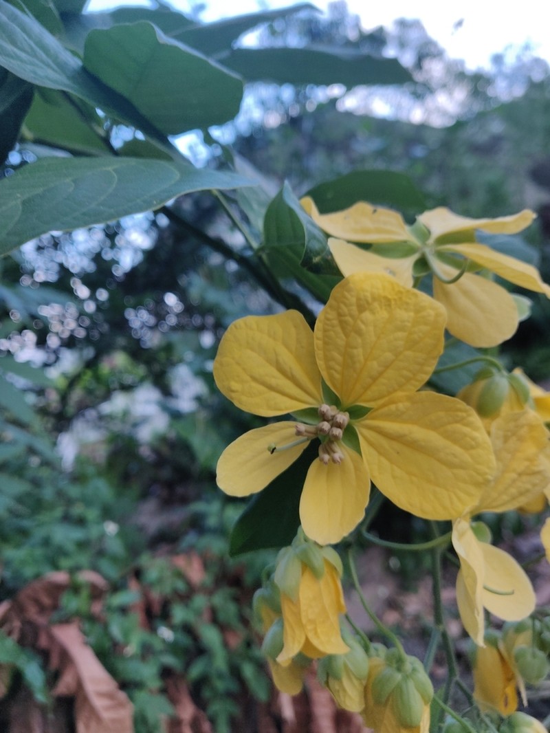 Whitebark Senna photo 8