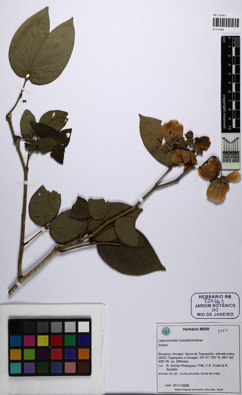 Senna bacillaris var. bacillaris