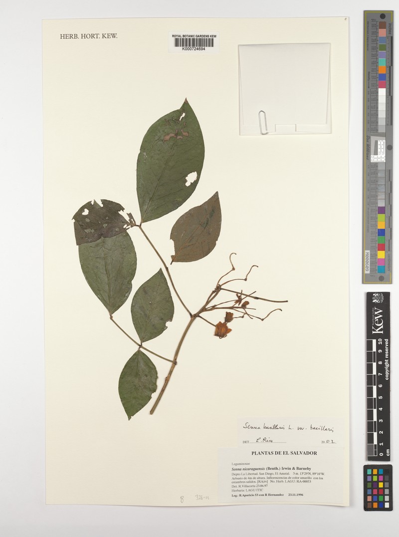Senna bacillaris var. bacillaris photo 3