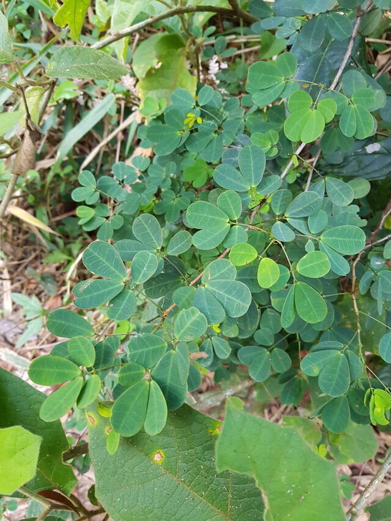 Senna bahiensis