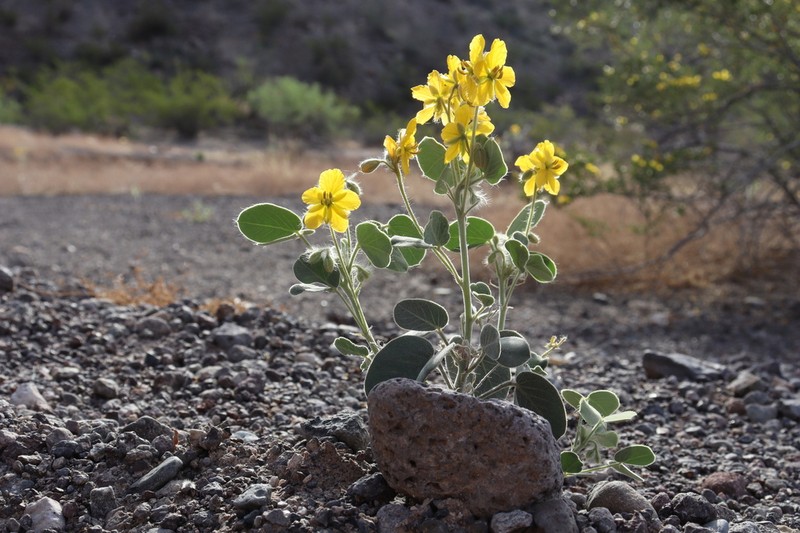 Twinleaf Senna photo 2