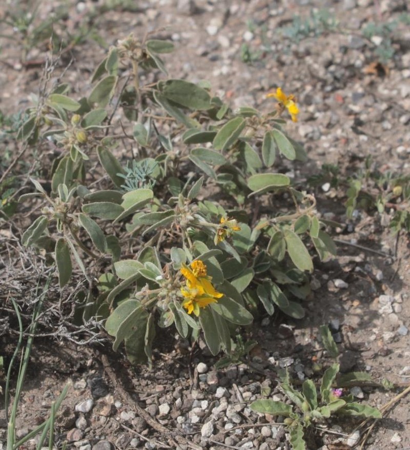 Twinleaf Senna photo 3